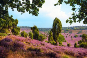 Fototapete Andere Natur, Heidekraut, Pfad, noch, Wanderung