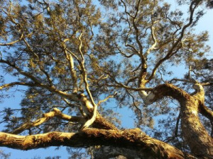 Fototapete Andere im Freien, Sommer, Frühling, Baum, Busch