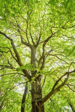 Fototapete Andere Baum, Wald, Natur, grün, Blatt