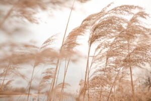 Fototapete Wiese Gras, Natur, Himmel, Weizen, Feld