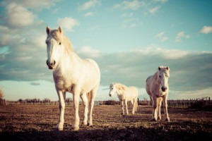 Fototapete vintage, Natur, Tierhaltung, Pferd, Tier