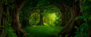 Fototapete Andere Wald, Dschungel, Asien, amazon, Bambus