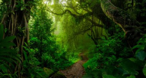 Fototapete Andere Regenwald, Dschungel, Paradies, Wald, Umwelt