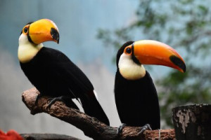 Fototapete Andere Tukan, Vogel, Spitze, Tier, tropischen
