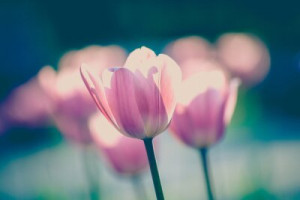 Fototapete Tulpen rosa, Hintergrund, Natur, flora, im Freien