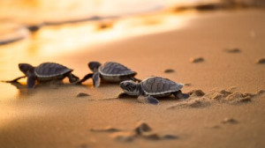 Fototapete Andere Schildkröte, Strand, Tier, Reptil, Schale