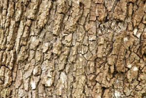 Fototapete Andere Holz, Natur, flora, Anlage, Rinde