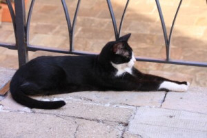 Fototapete Andere cat, Tier, pet, schwarz, weiß