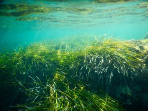 Fototapete Andere Hintergrund, Bildschirm, Bild, Meeresboden, Meer