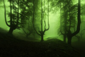 Fototapete Andere Holz, Stimmung, Schatten, grün, Wald