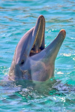 Fototapete Andere dolphin, Wasser, Tier, Säugetier, Meer