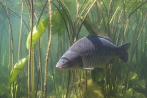 Fototapete Andere Natur, Fauna, Tier, Lebensraum, Tierwelt