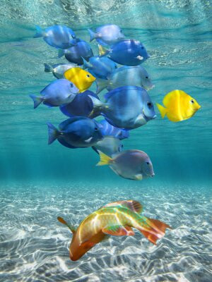 Fototapete Andere Natur, Tier, Tierwelt, Wasser, tropischen