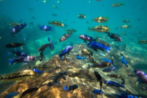Fototapete Andere Wasser, Gruppe, Urlaub, blau, See
