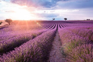 Fototapete Andere Schönheit, Hintergrund, Natur, Landwirtschaft, Somme
