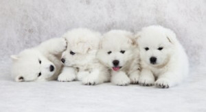 Fototapete Hunde Pose, junge, Tier, Studio, weiß