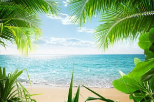 Fototapete Andere Kreuzfahrt, Bucht, Ufer, palm, Küste