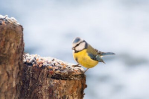 Fototapete Natur, Tierwelt, Tier, Zweig, wilde