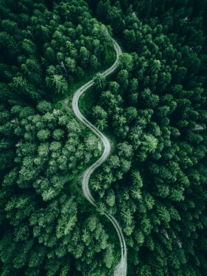 Fototapete Natur, grün, Wald, Antenne, Landschaft