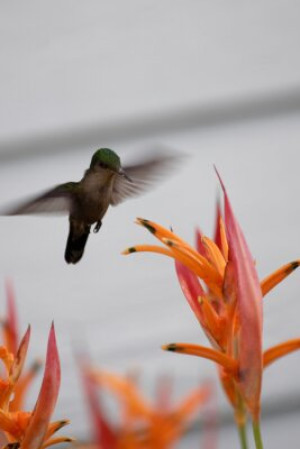 Fototapete Andere Kolibri, Blume, Vogel, grün, Lebensmittel