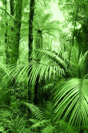 Fototapete Pflanzen Schönheit, Hintergrund, Natur, schön, grün