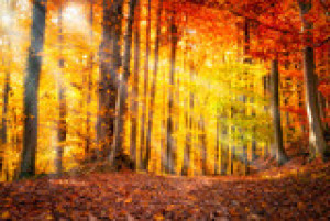 Fototapete Andere Gold, red, gelb, Hintergrund, Natur