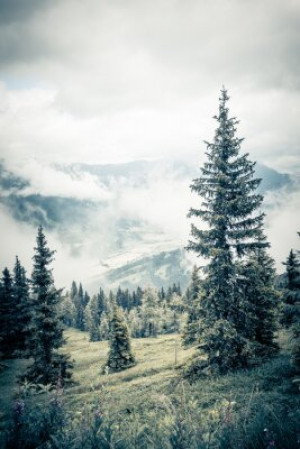 Fototapete Natur, Stimmung, Wald, Panorama, Gefahr