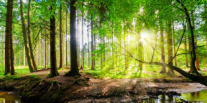 Fototapete Andere Hintergrund, Seite, Natur, grün, Wald