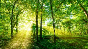 Fototapete Wald Hintergrund, Seite, Natur, flora, im Freien
