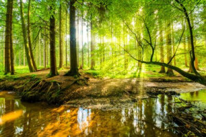 Fototapete Wald Hintergrund, Seite, Natur, grün, Wald