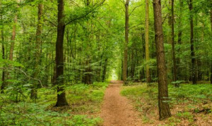 Fototapete Andere Seite, Natur, grün, natürlichen, Wald