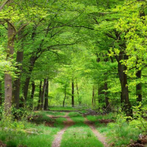 Fototapete Andere Wald, Baum, Landschaft, Natur, Umwelt