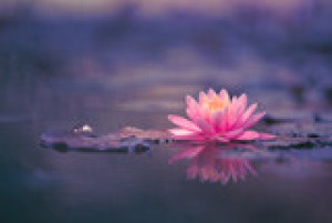 Fototapete Andere Lotus, Seerose, Blume, Wasser, nenuphar
