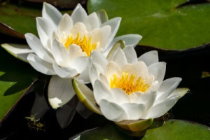 Fototapete Andere Wasser, Lotus, Blume, Lilie, Ententeich