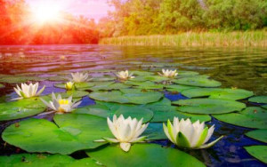 Fototapete Andere Wasser, Lilie, See, Sommer, Ententeich
