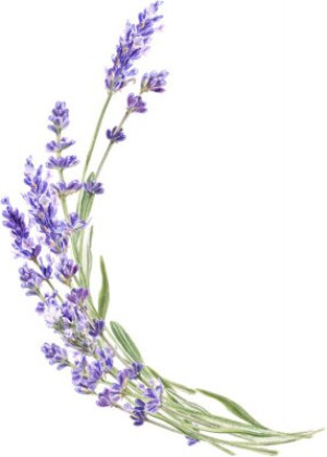 Fototapete Andere Blume, isoliert, lila, Anlage, Natur