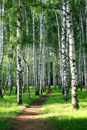 Fototapete Holz, Natur, flora, im Freien, Sommer
