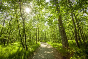 Fototapete Andere Schönheit, Holz, Hintergrund, Natur, im Freien