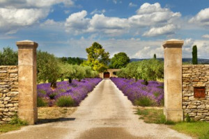 Fototapete Schönheit, flora, Sommer, Pfad, Frankreich