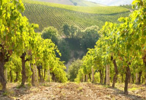 Fototapete Andere Landwirtschaft, grün, Landschaft, Sonne, Wein