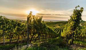 Fototapete Andere Wein, Weinbau, Weingut, Weinstock, Weinernte