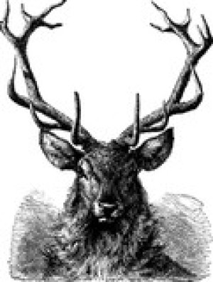 Fototapete Andere Hirsche, Jagd, Geweih, hart