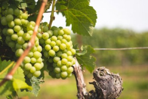 Fototapete Wein, Weinbau, Weinberg, Weinstock, Anlage