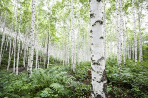 Fototapete schwarz, Schönheit, Holz, Hintergrund, Natur