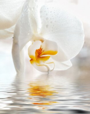 Fototapete Schönheit, Hintergrund, Natur, flora, weiß