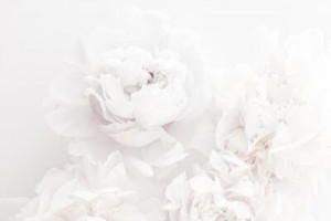 Fototapete Schönheit, blühen, Blüte, botanischen, Karte