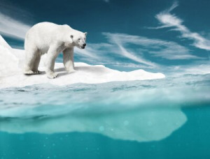 Fototapete Tiere weiß, Erkältung, Meer, Schnee, Eis