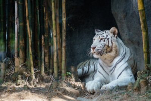 Fototapete schwarz, Hintergrund, Natur, Tier, Tierwelt