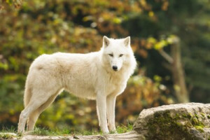 Fototapete Andere Hintergrund, Natur, Tier, weiß, natürlichen