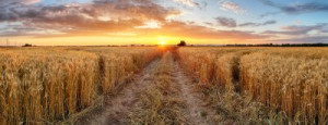 Fototapete Andere Gold, gelb, Hintergrund, Natur, Landwirtschaft